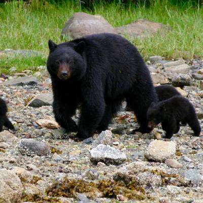 a black bear walking across a grass covered field