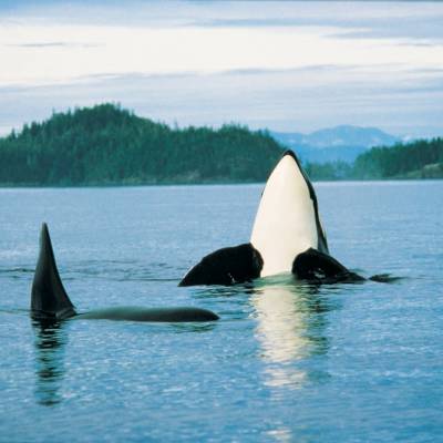 Orca