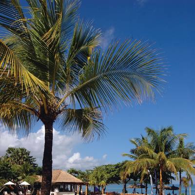 a group of palm trees next to a body of water