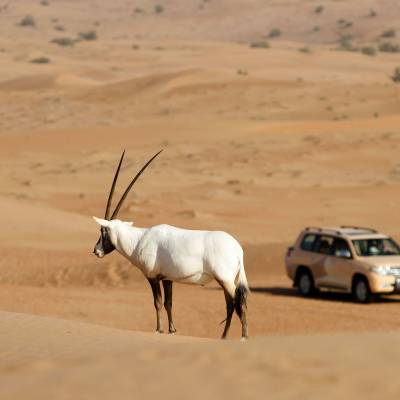 Arabian Oryx