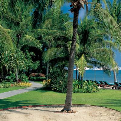 a large lawn in front of a palm tree
