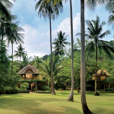 a group of palm trees next to a tree
