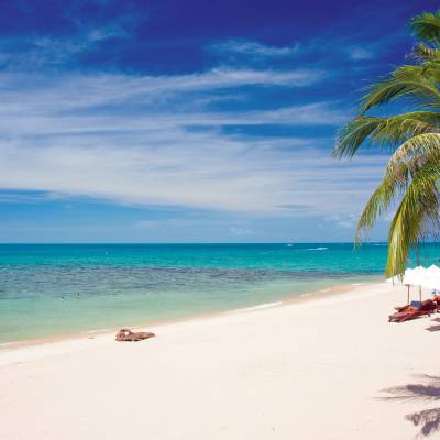 a group of palm trees on a sandy beach next to the ocean