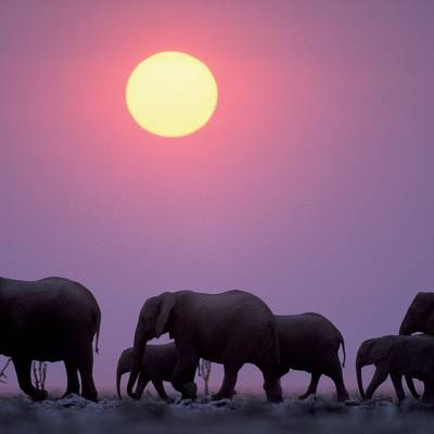 Elephants at sunset