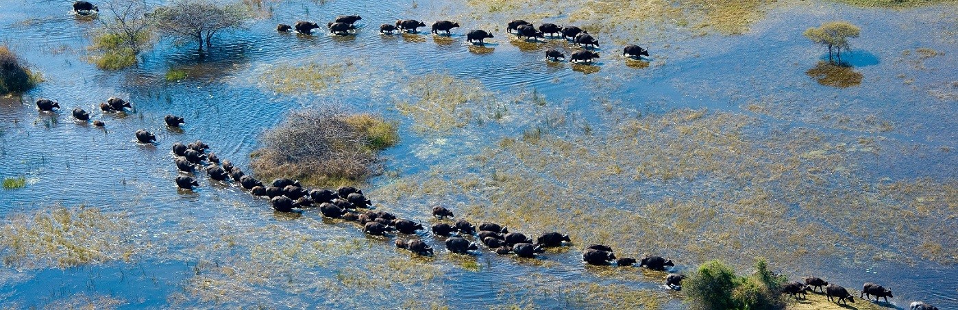 Botswana Okavango Delta - Wilderness Safaris (5)