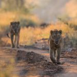 Top 10 Highlights & African Adventures