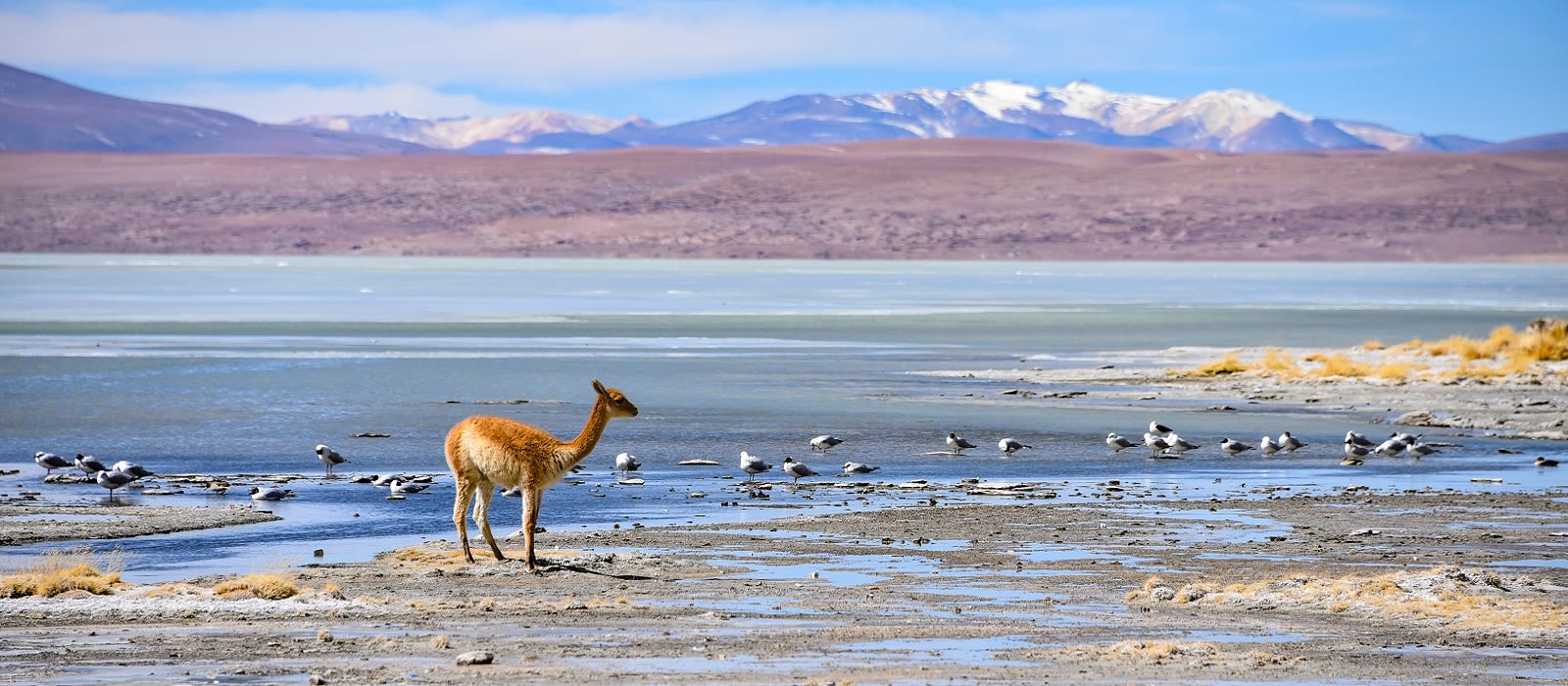 Enchanting Travels Bolivia Tours Vicunas and birds grazing on the shores of Laguna Salada, Reserve Eduardo Avaroa, Potosi, Bolivia Bolivia travel