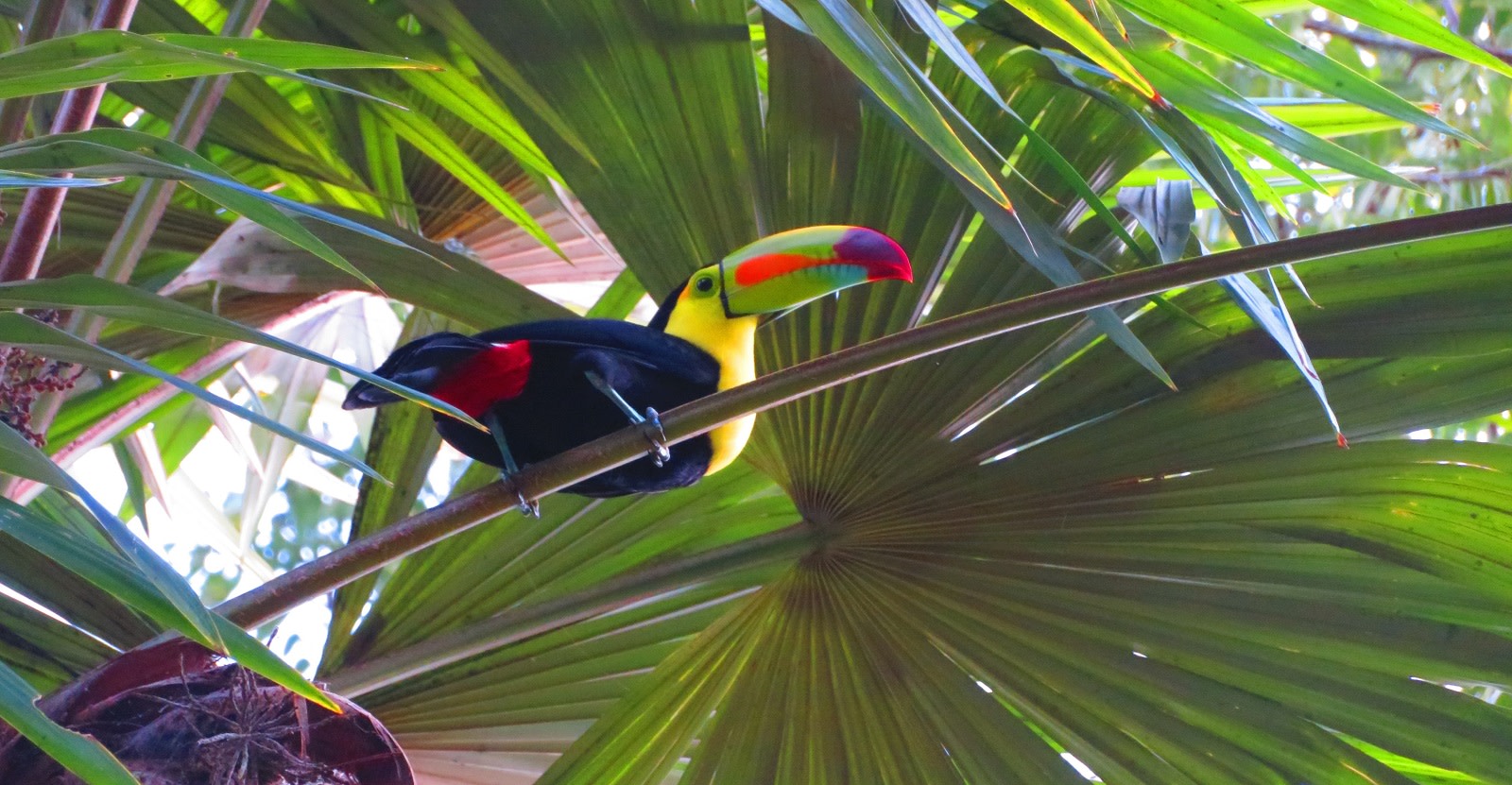 Toucan in Palm Tree, Tikal National Park, Guatemala Sight colorful toucans in Tikal.- Guatemala travel guide