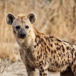 Hyäne im Wildschutzgebiet bei Lilongwe