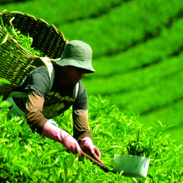 Malaysia Vacations | Malaysia Travel Packages with Enchanting Travels