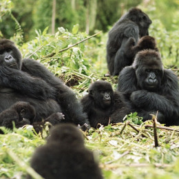 Enchanting Travels Rwanda Tours Gorillas in the wild - Rwanda travel guide