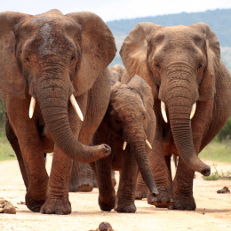 Enchanting Travels Addo elephant national park,eastern cape,south Africa