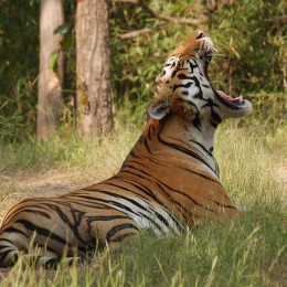 Tiger in Ranthambore - Things to do in North India