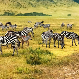 Best time to safari in Africa