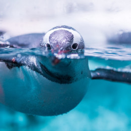 Unterwasseraufnahme eines Eselspinguins in der Antarktis