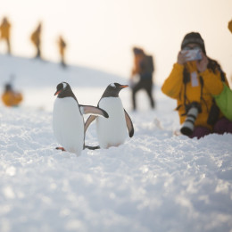 Penguins in Antarctica - Things to do in Antarctica