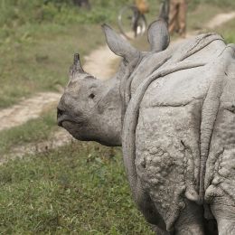 Rhino Kaziranga National Park