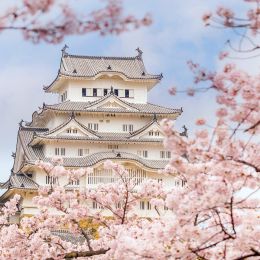 Kirschblüten und Tempel in Japan