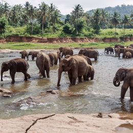 Elefanten in pinnawela Sri lanka, Asien