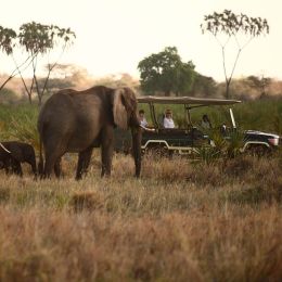 Safari