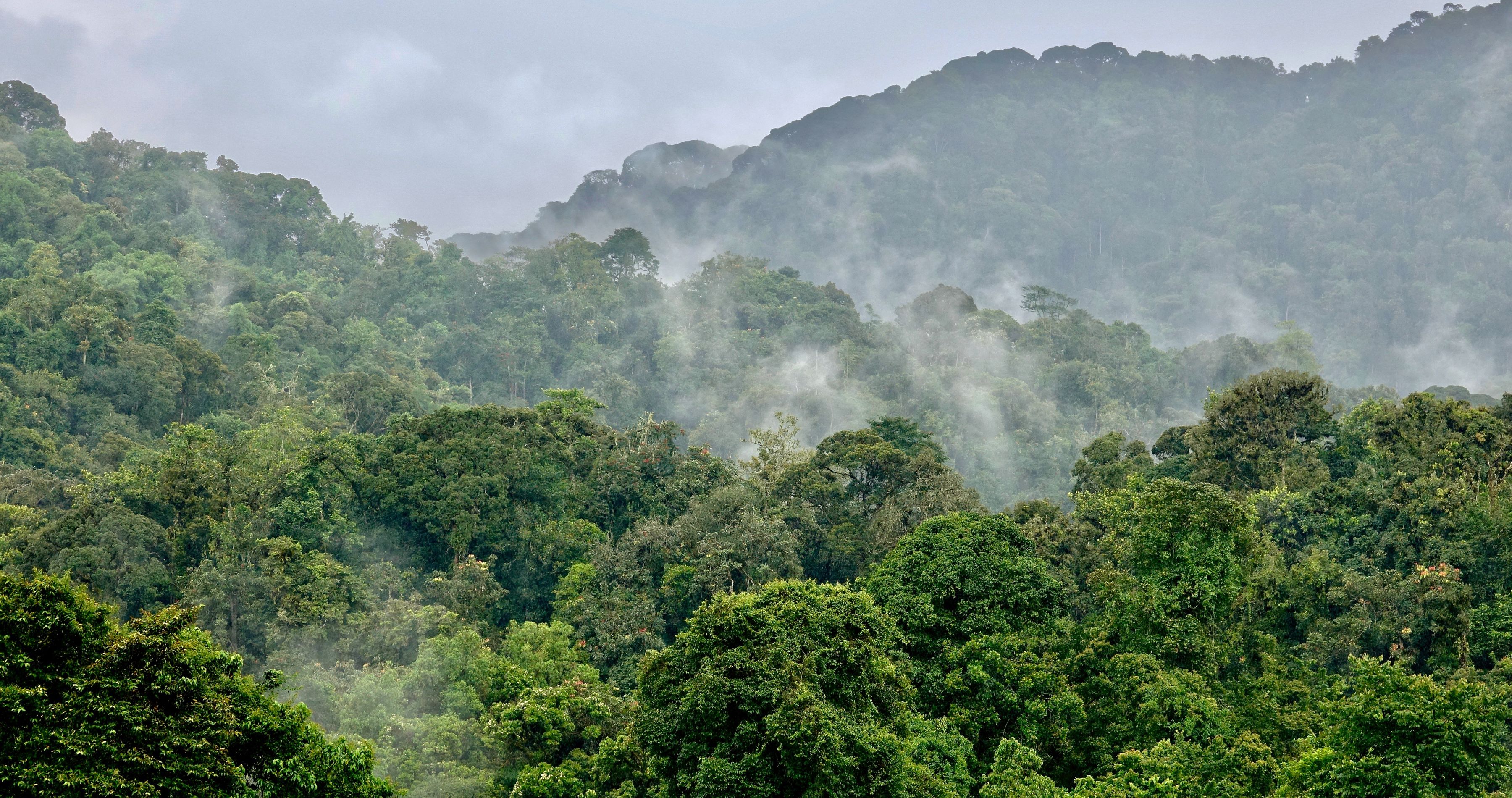 Enchanting-Travels-Africa-Rwanda-6 Rainforest Nyungwe, Rwanda, Africa, Landscape - Rwanda travel guide