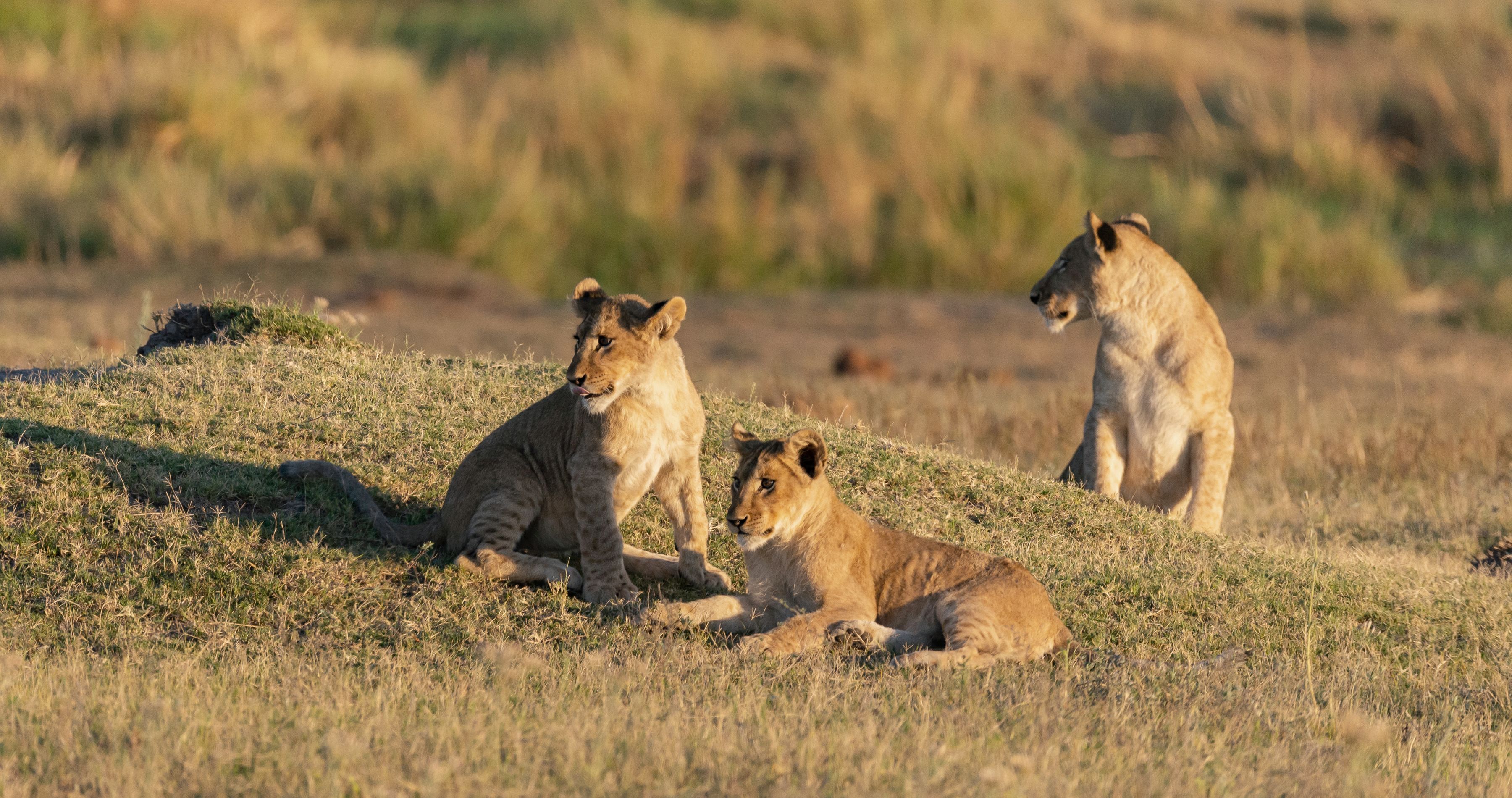 Enchanting-Travels-Africa-Zambia-8 portrait of a female african lion walking through the gras while the sun is rising in botswana, Africa - Zambia travel guide