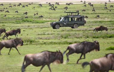 The Great Migration in Tanzania Travel