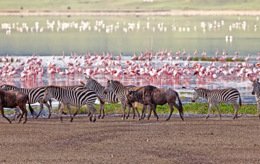 Gnus, Zebras und Flamingos am Manyara See in Tansania, Afrika