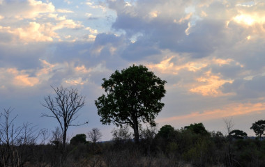 The sunset of Hwange National Park of Zimbabwe