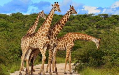 Erleben Sie ungezähmte Wildnis auf Ihrer Safarireise