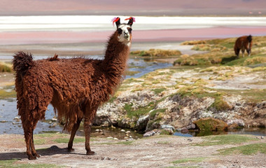 South america- exploring bolivia