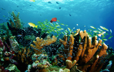 Unterwasseraufnahme von bunten Fischen und Korallen