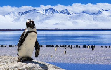 Enchanting Travels Antarctica Reisen Penguin