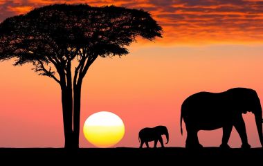 The Great Migration is one of the Tanzania attractions par excellence