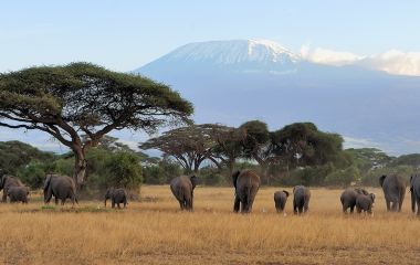 Enchanting Travels - Tanzania Tours - West Kilimanjaro - Elephant with Mount Kilimanjaro in the background