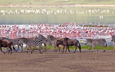 Gnus, Zebras und Flamingos am Manyara See in Tansania, Afrika