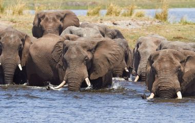 Highlight auf Botswana Safaris: Elefanten im Chobe Nationalpark
