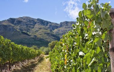 Südafrika Rundreisen: Die Winelands sind ein Traum für Feinschmecker