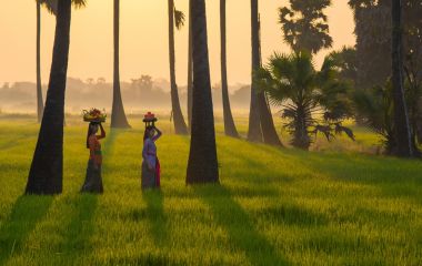 See Rice Paddy - South India Tours