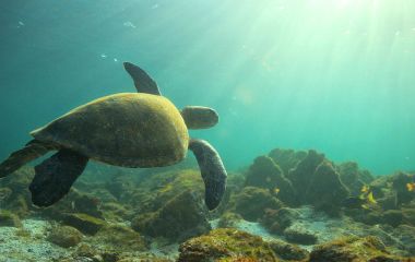Meeresschildkröten auf Galapagos