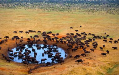 Buffalo-at-the-source-masai-mara-Kenya