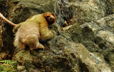 Things to do in Costa Rica: Manuel Antonio National Park