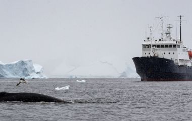 Enchanting Travels Antarctica Tours A humpback whale