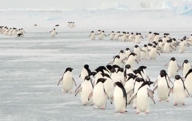 Enchanting Travels Antarctica Tours Annual migration of Adélie penguins