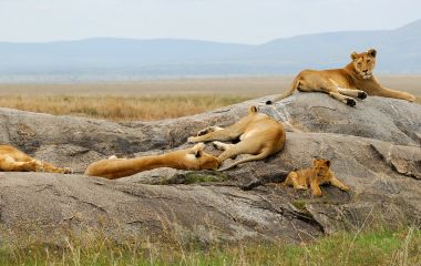 Lioness with cub are resting on the rocks