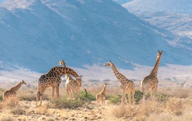 Eine Gruppe von Giraffen, die in der Wüste Zentralnamibias grasen.