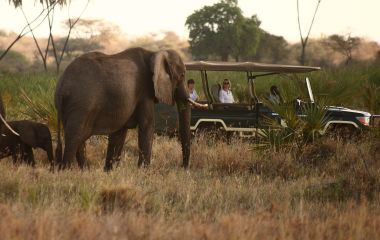 Safari