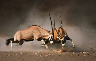 Intense fight between two male Gemsbok on dusty plains of Etosha