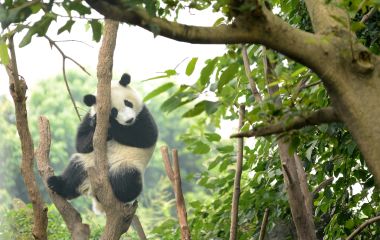 Cub of Giant panda bear sleeping on tree Chengdu, China
