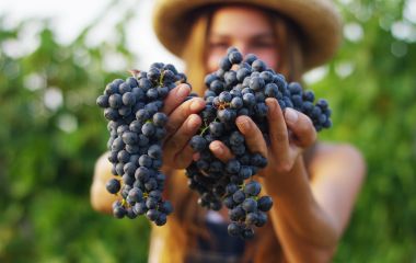 Enchanting Travels France Tours September to harvest vineyards